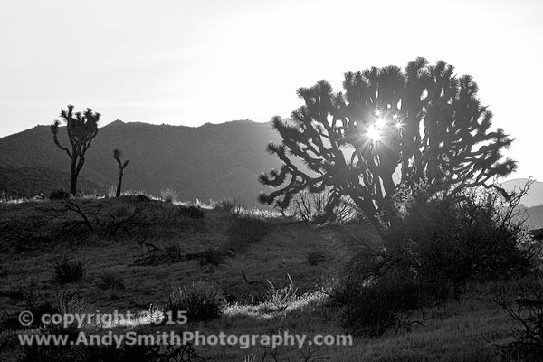 Sunrise at Joshua Tree