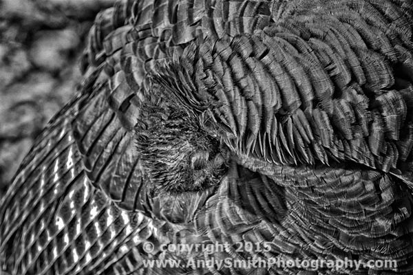 Wild Turkey Preening