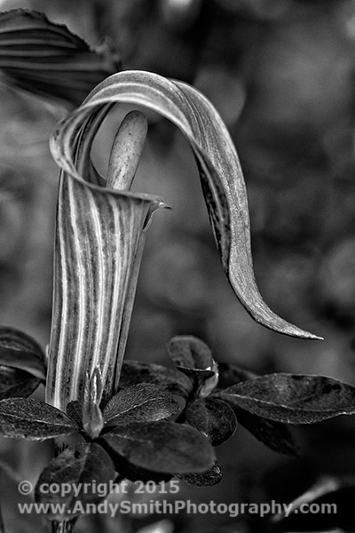 Jack in the Pulpit Among Azaleas