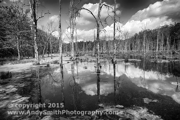 Swamp Near Peter's Valley, New Jersey