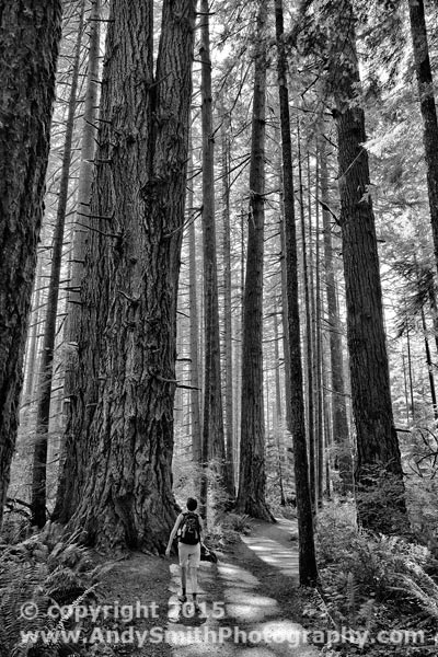 Walking Among the Elders - Douglas Fir