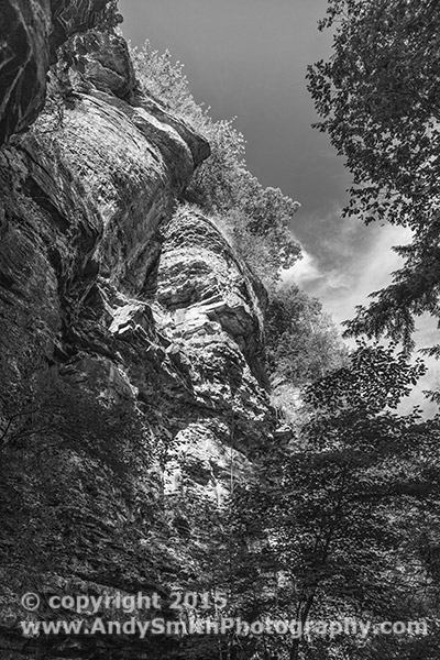 Looking Up in the Morning on the Indian Ladder Trail, Thatcher Park