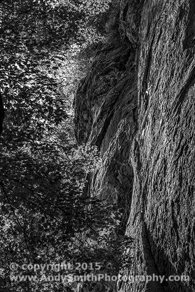 Rocks and Leaves in the Morning