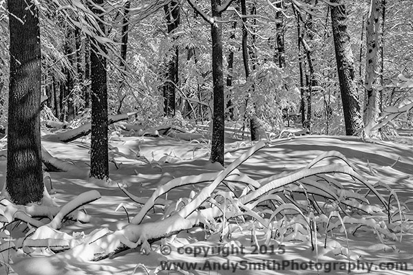 Fallen Tree in Snow, Valley Forge Park