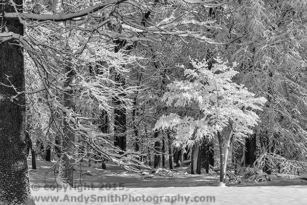 Lone Star in Winter Wonderland, Valley Forge Park