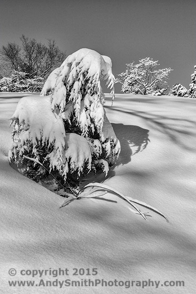 Droopy, Snsow covered Tree in Valley Forge National Historical Park, Pennsylvania