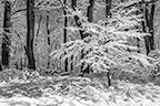 winter wonderland in Valley Forge Park