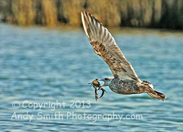 Juvenile Herring Gull with Crab