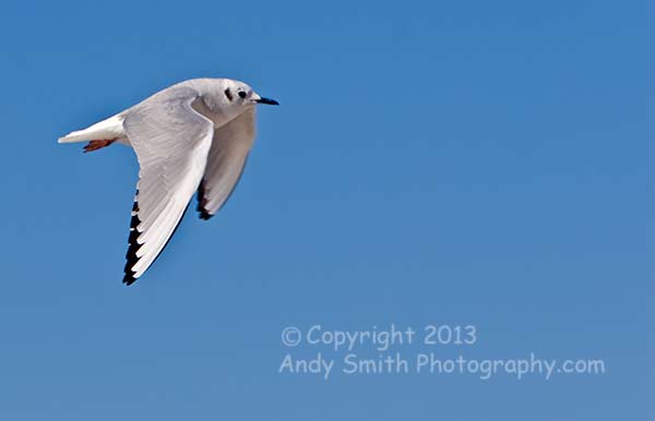 Bonaparte's Gull