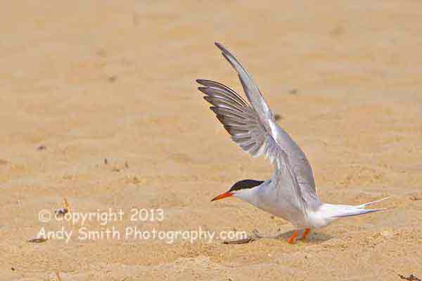 Common Tern