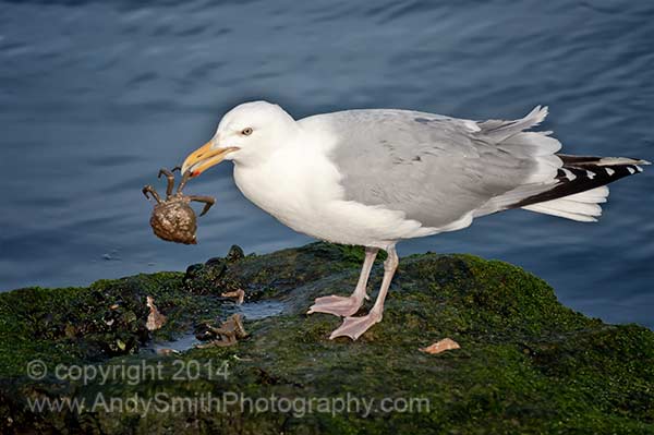 Herrring Gull with Crab