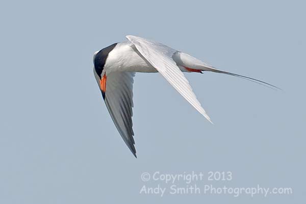 Forster's Tern in Flight