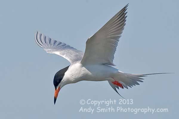 Forster's Tern Hovering