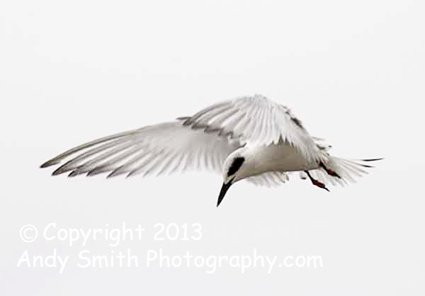 Forster's Ternin winter Plummage Hovering