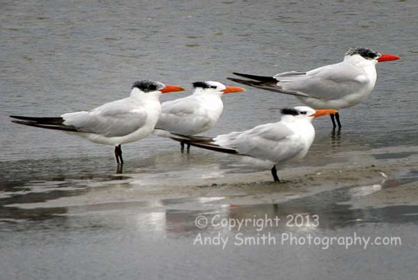 ROyal and Caspian Terns