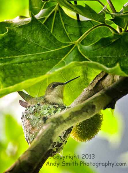 Ruby-throated Hummingbird on Nest