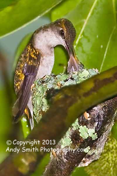 Ruby-throated Hummingbird Feeding Young