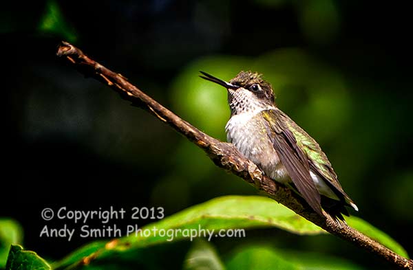 Ruby-throated Hummingbird Resting