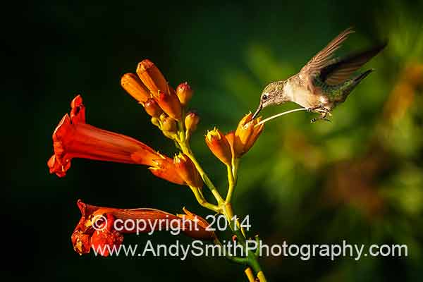 Ruby-throated Hummingbird Feeding on Trumpet Vine