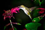 ruby-throated hummingbird feeding on bergamon