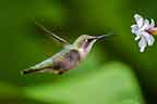 Ruby-throated hummingbird Female