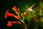 Ruby-throated Hummingbird Female Feeding on Trumpet Vine