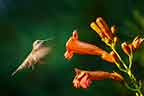 Ruby-throated Hummingbird Hovering Near Trumpet Vine