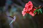Ruby-throated Hummingbird Female Near Trumpet Vine