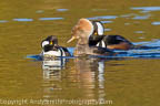 Hooded Merganser Female with Two  Males
