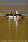 Two Male Hooded Mergansers Nose to Nose