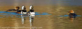 Two Pairs of Hooded Mergansers