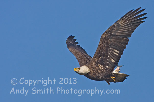 Bald Eagle in Flight with Fish 2