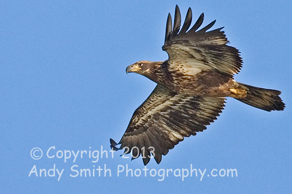 Second year Juvenile Bald Eagle in Flight