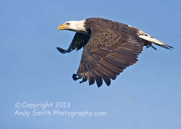 FOurth Year Bald Eagle in Flight