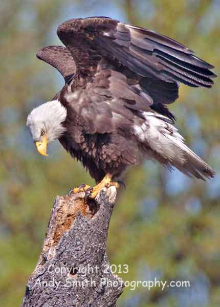 Bald Eagle at JOhn Heinz NWR