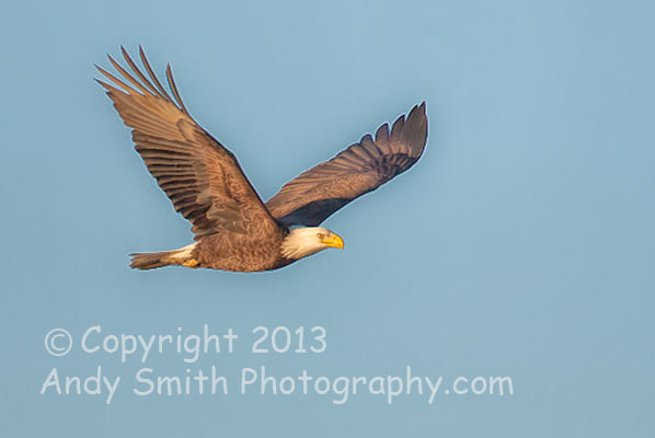 Bald Eagle in Flight in the Morning