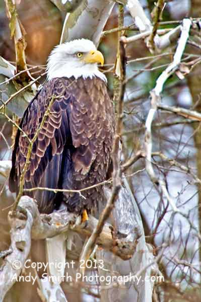 Bald Eagle onNEst onthe Lackawaxen River PA