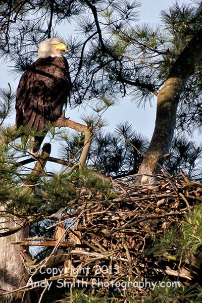 Bald Eagle on Nest at Valley 