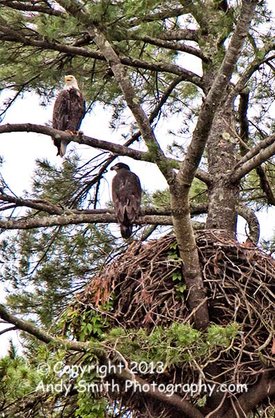 Bald Eagle Female with Juvenile on Nest