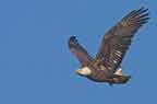 Bald Eagle in Flight with Fish 2