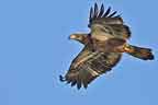 Juvenile Bald Eagle in Flight