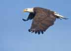 Bald Eagle in Flight with Fish