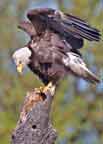 Bald Eagle at JOhn heinz NWR