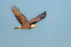 Bald Eagle in Flight