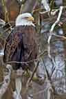 Bald Eagle on the Lackawaxen River