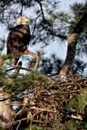 Bald Eagle on Nest at Valley forge