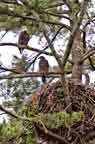 Bald Eagles on Nest on Delaware River