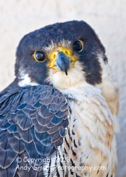 Peregrine Falcon Portrait