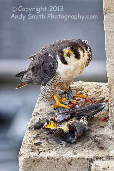 Peregrine Falcon Breakfast