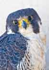 Peregrine portrait